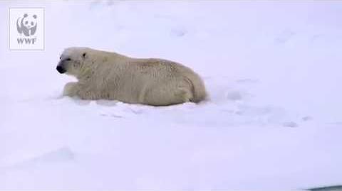 La_sieste_de_l'ours_polaire...