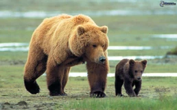 Grizzli