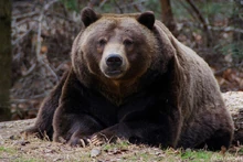 Ours-brun-grizzly-fiche-animaux-animal-fact-grizzly-bear