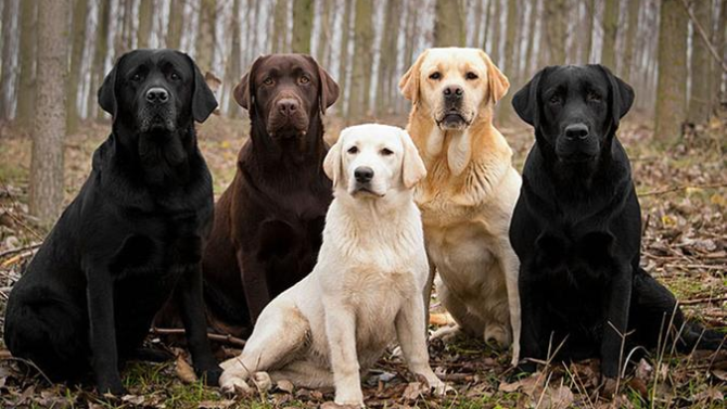 Clan Des Labrador Wiki La Guerre Des Clans Chiens Fandom