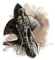 Rostro settra