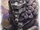 Leon de azabache icono total war warhammer 3.png