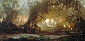 Forest.jpg