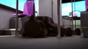 AM-(400).png