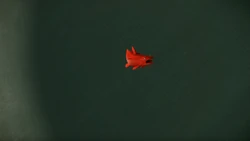 Animan as a Catfish.