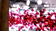 Princess Fragrance 474.png