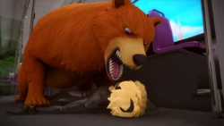 Animan as a Brown Bear.