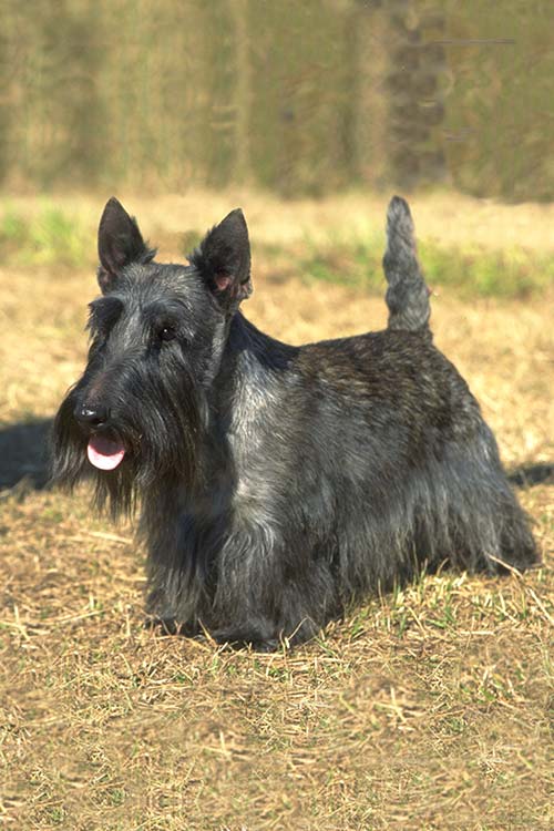 Tramp hot sale dog breed