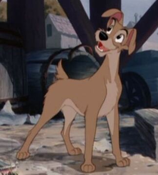 Boy dog from lady and outlet the tramp