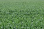 Grassy field in the wind