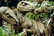 Velociraptors, with their person-like size and their cunning, were the stuff of nightmares