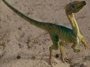 A small compsognathus was not dangerous to the Tributes, being smaller than a chicken.