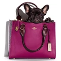 Coach Pups 003