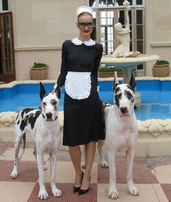 Lady gaga online great danes