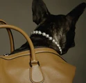 Coach Pups BTS 001