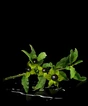 Belladonna