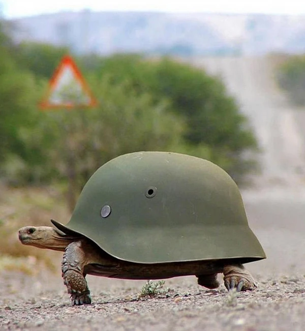Armored Turtles | Lailie Wiki | Fandom