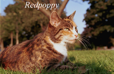 Redpoppy