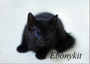 Ebonykit