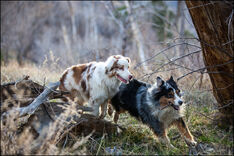 Trigger & Duke running