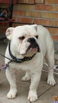 Tankrtots english-bulldog-a201418193158