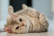 Cat-rolling-GettyImages-165893132-58ac5ef05f9b58a3c90a144f