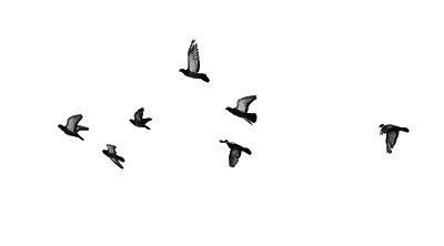 Birds-cute-fly-overlays-Favim.com-2238557.png