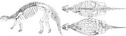 Images of skeleton: side view facing left, dorsal view, and dorsal view of dorsal plates