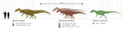 Allosaurus size comparison verson 1