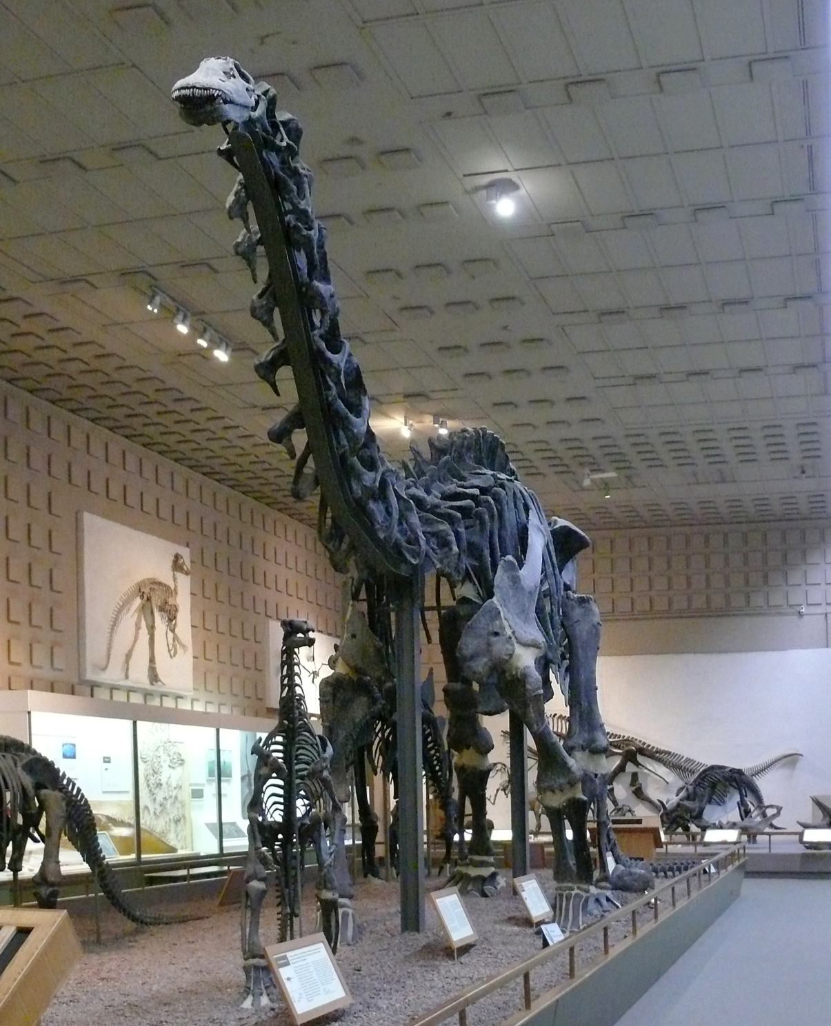 the land before time brontosaurus