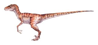 Raptor male