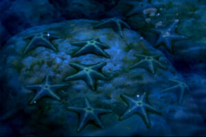 Star Swimmers