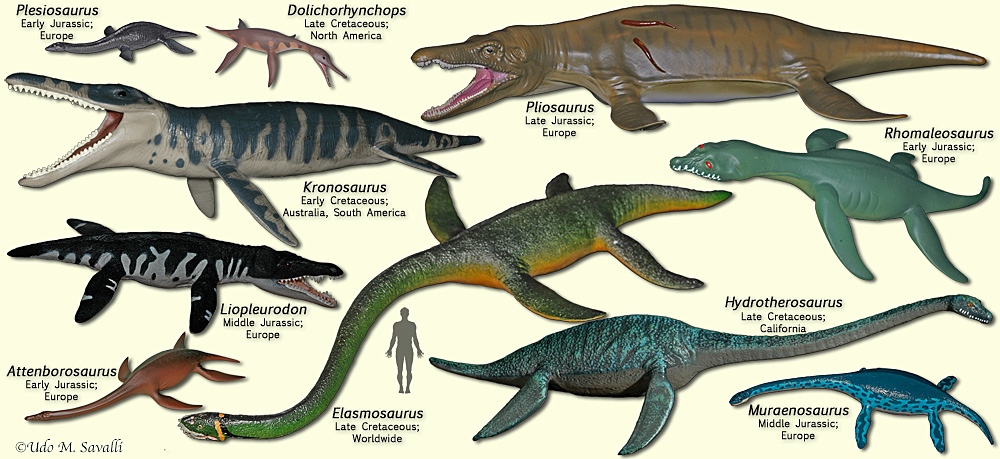 Plesiosaur Size Comparison