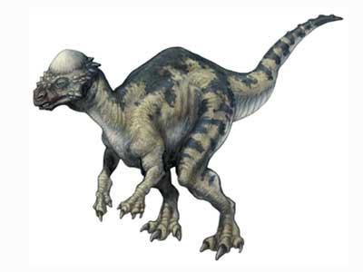 Pachycephalosaurus Land Before Time Wiki Fandom Pachycephalosaurus Land Before Time Wiki Fandom