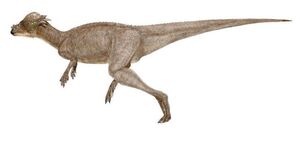 Pachycephalosaurus1