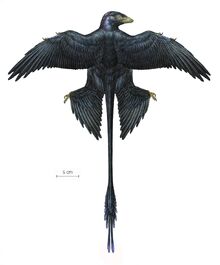 Microraptor.jpg