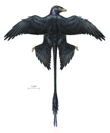 Microraptor