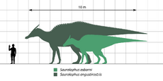 1280px-Saurolophus-sp-Scale-Chart-SVG-Steveoc86.svg.png