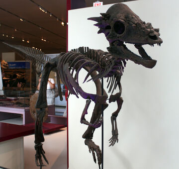 Dinosaur, Pachycephalosaurus – d20PFSRD