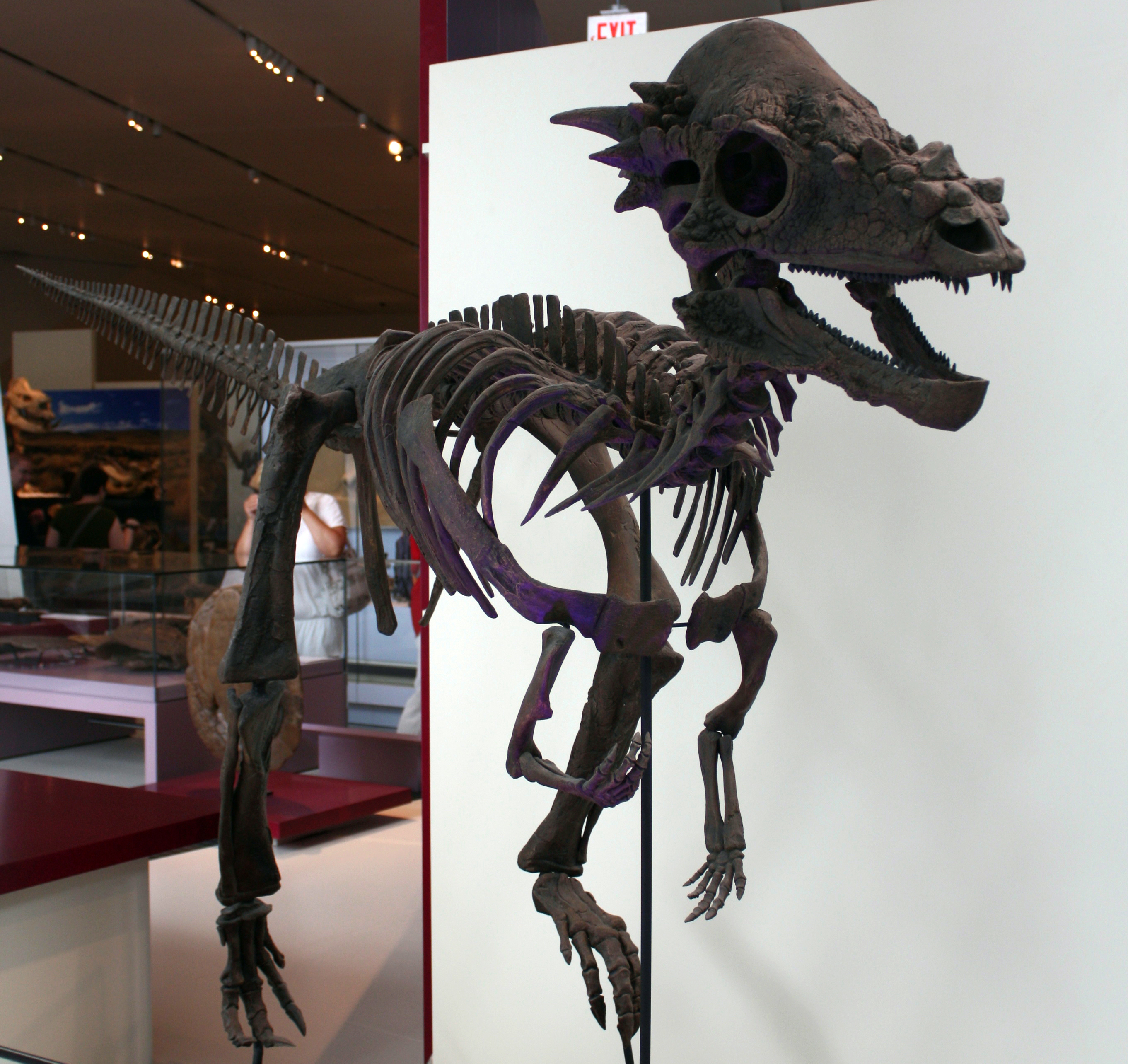 stygimoloch skeleton