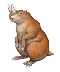 Ceratogaulus.jpg