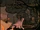 DisAccountEsDeead/What are these things running from the fire?