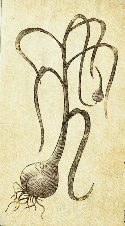 The-Elder-Scrolls-фэндомы-алхимия-сделал-сам-3929579.jpeg