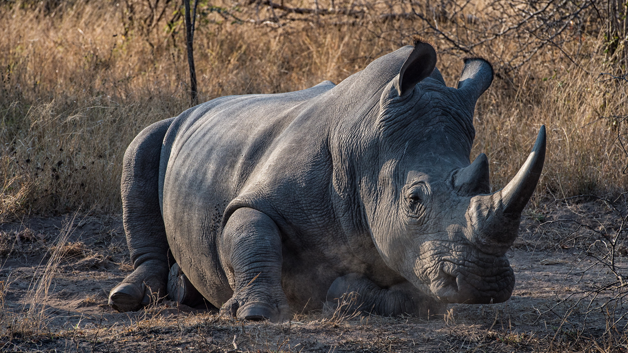 Как называют носорога. Двурогий носорог. Сумчатый носорог. Двурогий носорог древний. Животный мир Африки носороги.