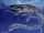 Mosasaur