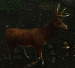 Deer | Lara Croft Wiki | Fandom