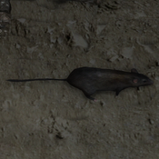 Rat in Tomb Raider (2013)