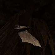 Bat in Shadow of the Tomb Raider