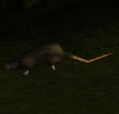 Rats in Tomb Raider: The Angel of Darkness