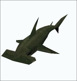 Hammerhead Shark